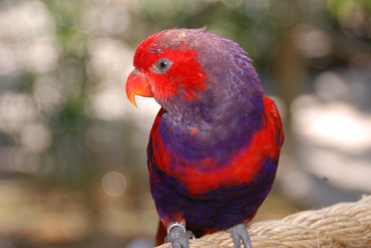 Lori šarlátový - Eos squamata